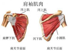 不是所有的肩痛都是肩周炎 打羽毛球要防肩袖损伤