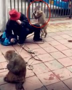大爷街头耍猴“玩刺激” 吓坏过往路人