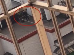 男子手拿铁铲打狗 居民楼顶传出惨烈狗叫