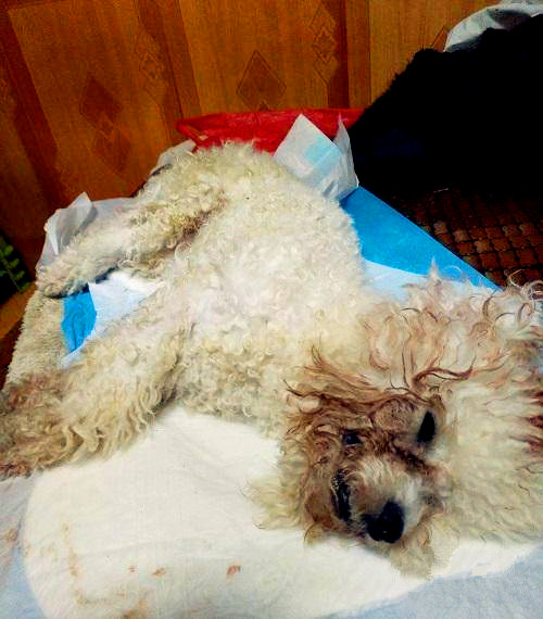 女子爱犬神秘坠亡 想找真凶却没线索