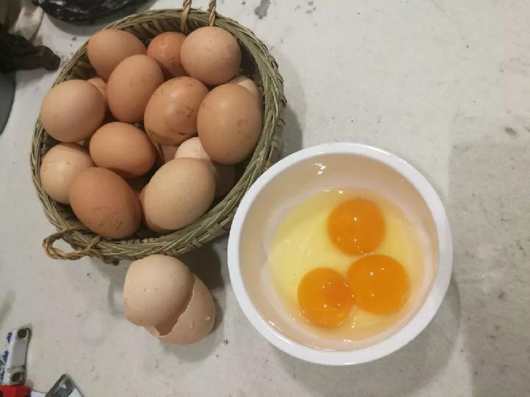 稀奇！这只母鸡接连产下三黄蛋
