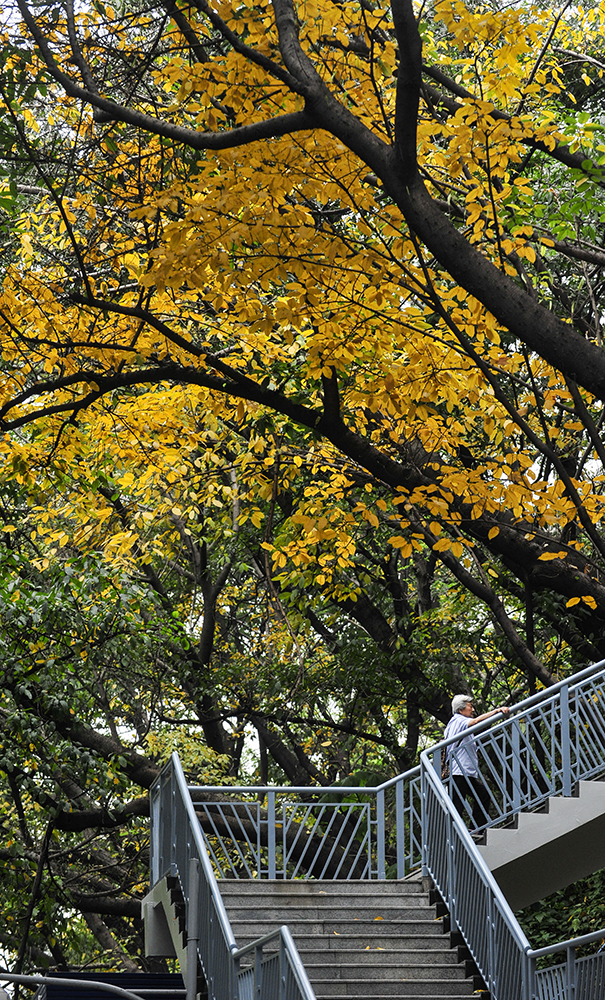 重庆“四季”同框 都是“春装