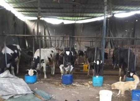 居民区附近养牛场臭气熏天