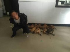 男子为偷鸡两次“进宫” 刚出狱又偷鸡被逮个正着