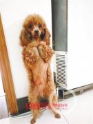 这只狗狗犯错被主人罚站 一站就是5分钟