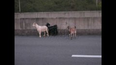 山羊“组团”上高速  执法人员客串羊倌“劝”下路