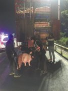 险象环生！ 二师兄深夜大闹高速路