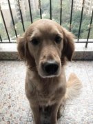 冬季偷狗事件频发 警惕来源不明狗肉