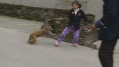 “大师兄”进村“为非作歹” 袭击小孩好无奈