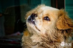 ​重庆​四天两起事故 均因流浪动物而起