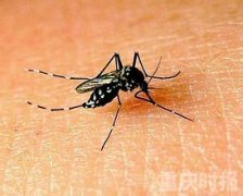 重庆一个月检出两例输入性登革热