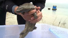 市民长江野钓钓起娃娃鱼被放生