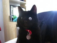 这只猫打架失去眼睛 主人竟然这样做……