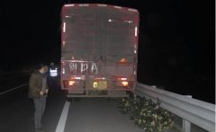 树成精！跟着货车上高速兜风