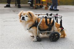 坐轮椅的狗  主人愿陪它到老