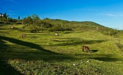 武隆仙女山林场获评“全国十佳林场”