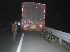 大树长了脚？ 跟着货车上高速路“兜风”