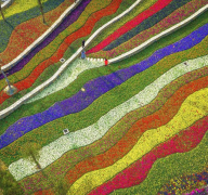 美翻！ 武隆有块花田，天然的“调色盘”