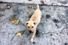 流浪狗咬人 喂养男子赔400元