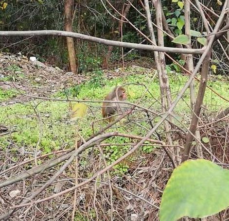 “大师兄”现身重庆闹市轻轨站 面对拍照很淡定