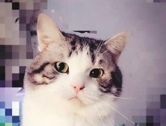 女友喜欢猫 男子2年花几万养了12只