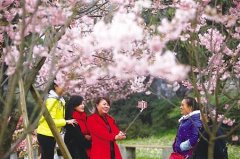 周末主城最高20℃ 快去南山赏樱花