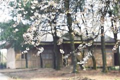 赏万亩樱花 体验刺激滑翔伞 渝北大盛邀你听花开的声音