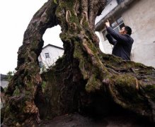 重庆一村庄现“树坚强” 根部成空心后依然存活