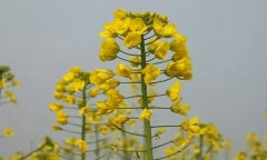 潼南油菜花提前半月开花 周末两天迎温暖阳光