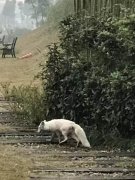 白浅上神凡间历劫？重庆主城惊现“白狐娘娘”