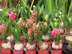 市民扎堆花市买 盆花多肉成最爱