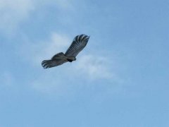 又到放飞风筝时 莫让风筝线“似剪刀”