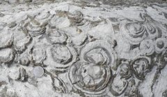 酉阳发现大面积寒武纪叠层石 堪称中国南方之最