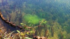 公园水中绿色絮状物是污染？专家说：恰恰相反