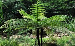 看稀奇！ 重庆本地找到合溪石蝴蝶等9个植物新种