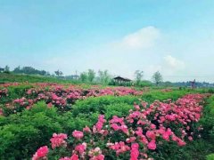 国内最大的成片大马士革玫瑰花海，就在潼南！