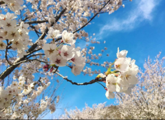  赶快出发  重庆的七彩春天就在这6条路线上