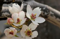 梨花那么美，赶紧来看看！