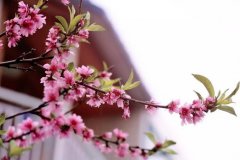 重庆今起迎降雨 最高温仅为15℃左右