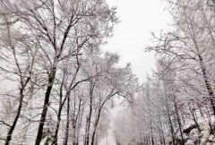 3月的重庆再度飘雪 来看高山雪景