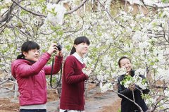 万州樱桃花开正当时 美若朝霞惹人爱