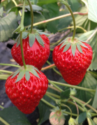 重庆冬草莓已经进入盛果期，将持续到今年5月