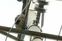 电线杆惊现马蜂窝 消防官兵紧急摘除排隐患