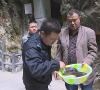市民河边捡到娃娃鱼 及时放生鱼类保护区