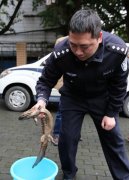 咦！小区车库里竟有条娃娃鱼