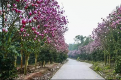 重庆还有粉红花海 免费好耍人还少