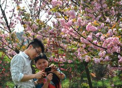 赏花旅游季本月开幕 九龙坡春季赏花旅游线路出炉
