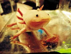 养条六角恐龙鱼当宠物，没想到它看似呆萌却见谁咬谁