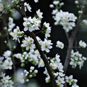 本周末渝北印盒万亩李花迎繁盛期 相约去“赏雪”