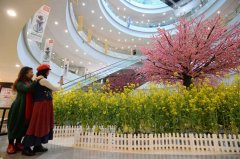 3000平方米油菜花空降解放碑 商场变公园